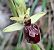 Ophrys occidentalis (Ophrys occidental) © auteur non diffusé