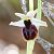 Ophrys arachnitiformis - Richard Fay