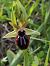 Ophrys incubacea  - Richard Fay