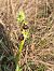Ophrys occidentalis  - Christian Fleury