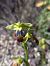 Ophrys forestieri  - Emmanuel Cosson