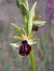 Ophrys passionis - Emmanuel Cosson