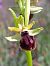 Ophrys passionis - Emmanuel Cosson