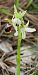 Ophrys exaltata subsp. marzuola © Florence Potier