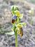 Ophrys forestieri  - Enric Bringués