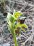 Ophrys forestieri  - Enric Bringués