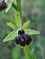 Ophrys passionis  - Christian Fleury