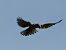 Common Kestrel (Falco tinnunculus) © Dario Bosio
