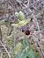 Ophrys forestieri  - Laurent Mazet