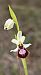 Ophrys arachnitiformis (Ophrys en forme d'araignée) © Alain Bultez