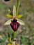Ophrys incubacea  - Diane Raibaut