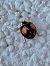 Harmonia axyridis  - Maria Rita Gelso