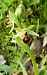 Ophrys occidentalis (Ophrys occidental) © Florence Potier