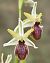 Ophrys arachnitiformis (Ophrys en forme d'araignée) © Alain Bultez