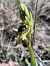 Ophrys litigiosa  - Pimprenelle Ducati