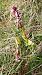 Himantoglossum robertianum - Thierry Peyraud-Magnin