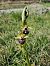 Ophrys passionis (Ophrys de la Passion) © Laurent Mazet