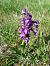Anacamptis morio (Orchis bouffon) © Marc Tessier