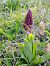 Orchis purpurea (Orchis pourpre) © Gérard Joseph