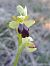 Ophrys forestieri (Ophrys de Forestier) © Emmanuel Cosson