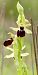 Ophrys massiliensis  - Florence Potier
