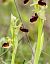 Ophrys massiliensis (Ophrys de Marseille) © Florence Potier