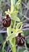 Ophrys sp. 