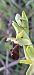 Ophrys sp. 