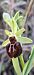 Ophrys sp. © auteur non diffusé