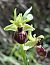 Ophrys occidentalis (Ophrys occidental) © auteur non diffusé