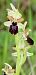 Ophrys exaltata subsp. marzuola  - Florence Potier