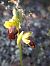 Ophrys forestieri (Ophrys de Forestier) © Emmanuel Cosson