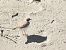 Corriere piccolo (Charadrius dubius) © Enrico Carta