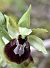 Ophrys occidentalis (Ophrys occidental) © auteur non diffusé