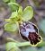 Ophrys marmorata (Ophrys marbré) © auteur non diffusé