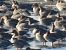 Pink-footed Goose  - Kacper Mikulski