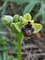 Ophrys bombyliflora (Ophrys bombyx) © Richard Fay