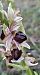Ophrys occidentalis (Ophrys occidental) © auteur non diffusé