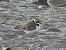 Little Ringed Plover (Charadrius dubius) © Enrico Carta