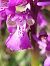 Anacamptis morio - Bernard Sonnerat