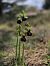 Ophrys arachnitiformis (Ophrys en forme d'araignée) © Eric Detrez