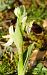 Ophrys indet. group. arachnitiformis © Florence Potier
