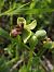Ophrys bombyliflora (Ophrys bombyx) © Richard Fay