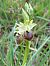 Ophrys arachnitiformis (Ophrys en forme d'araignée) © Jerome Brunet