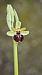 Ophrys exaltata subsp. marzuola (Ophrys de mars) © Alain Bultez