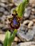 Ophrys speculum © Diane Raibaut