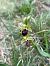 Ophrys occidentalis (Ophrys occidental) © Jean François Tisserand