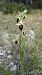 Ophrys arachnitiformis  - Frank Dhermain