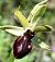 Ophrys occidentalis (Ophrys occidental) © auteur non diffusé
