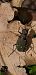 Cicindela campestris  - Michele Cento